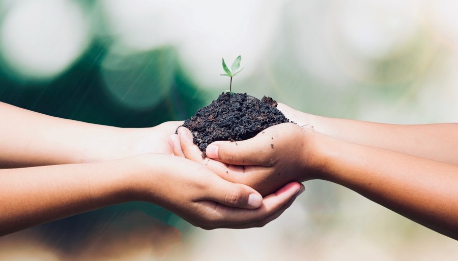 Hands Holding Seedling Nurturing